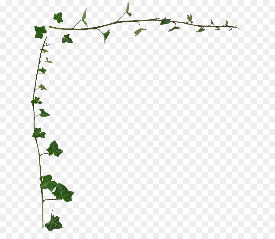 Common ivy Vine Desktop Wallpaper Stock photography Clip art - leaf border png download - 740*767 - Free Transparent Common Ivy png Download.