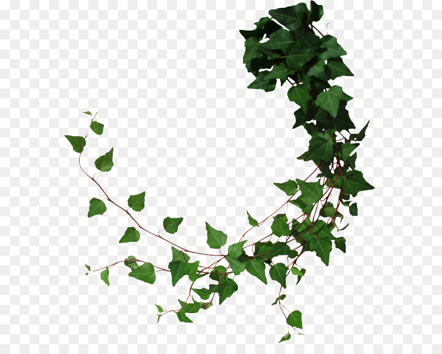 Vine Tree Common ivy - tree png download - 650*710 - Free Transparent Vine png Download.