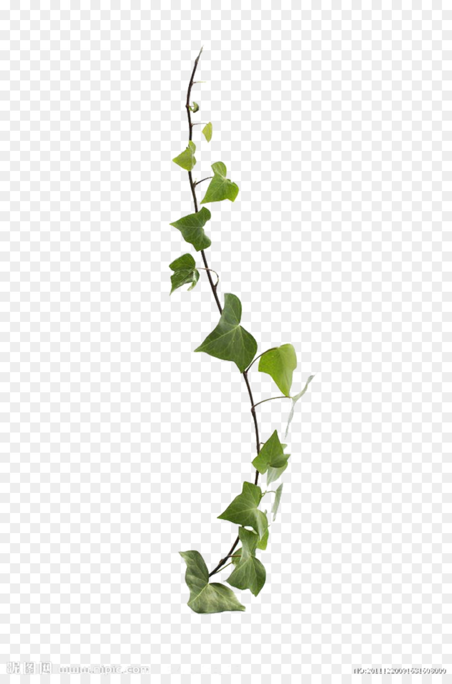 Common ivy Virginia creeper Vine Leaf Plant - Vines are available for free download png download - 4569*6854 - Free Transparent Common Ivy png Download.