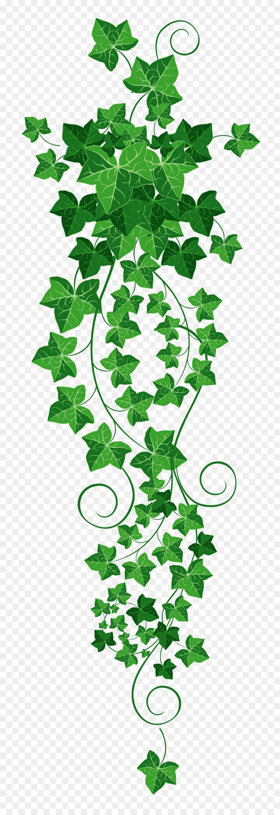 Ivy Vine Clip art - vines png download - 1795*5209 - Free Transparent Ivy png Download.