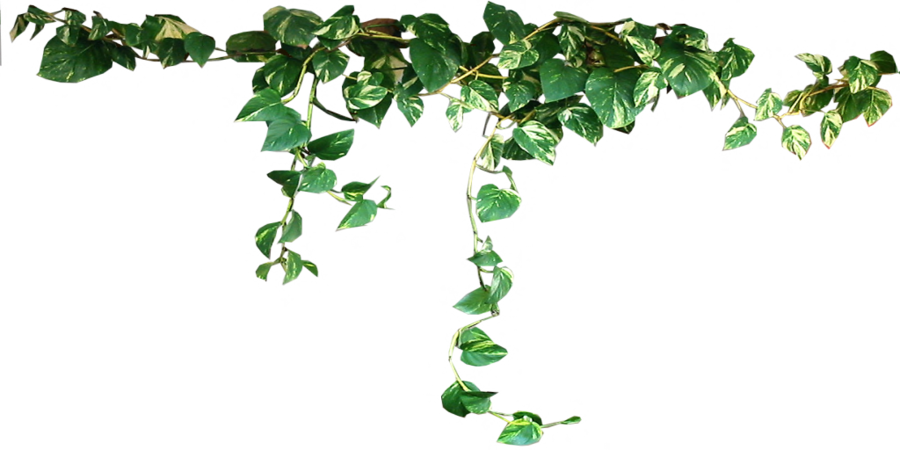 Plant Vine Clip art - Plants Transparent PNG png download - 900*450