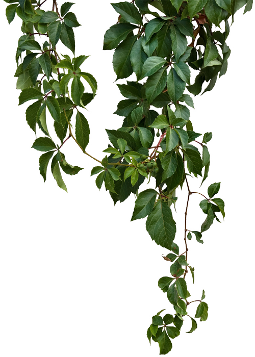 Vine Green vines png download 500*700 Free Transparent Vine png