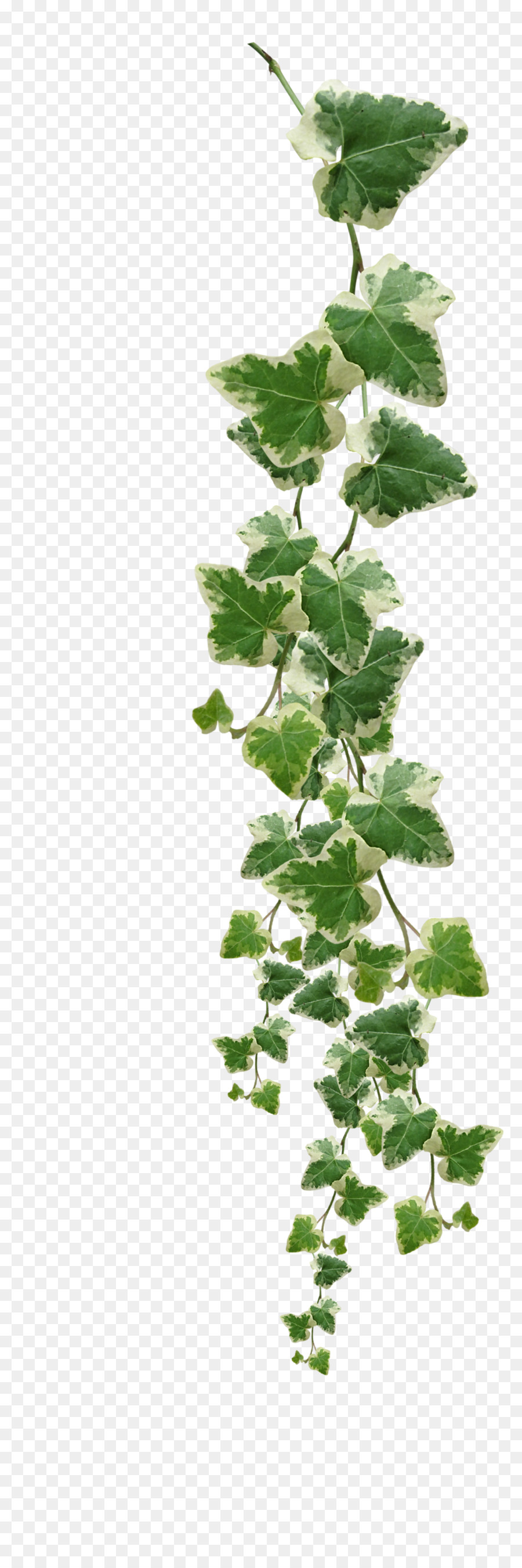 Common ivy Vine Muscadine grape Plant - Vines Plants Png Pictures png download - 1024*3072 - Free Transparent Common Ivy png Download.