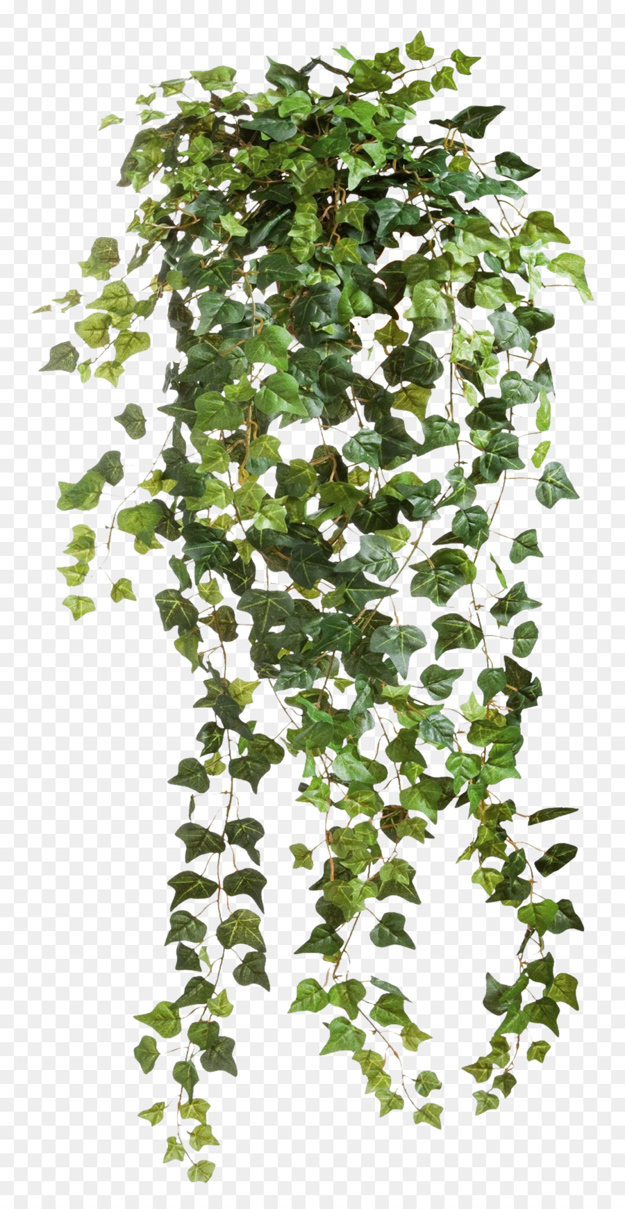 Ivy Plant Clip art - Ivy Vines Clear Cut Png png download - 900*1731 - Free Transparent Ivy png Download.