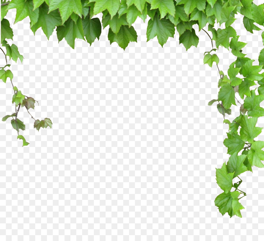 Vine Computer file - Leaves and vines png download - 986*890 - Free Transparent Vine png Download.