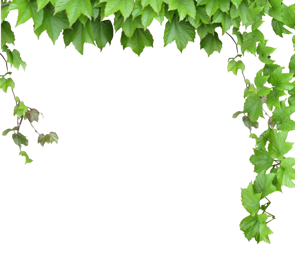 Vine Computer file - Leaves and vines png download - 986*890 - Free