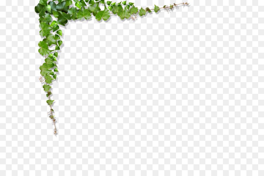 Green Vine Leaf - Green leaves, vines climb the wall png download - 3500*2300 - Free Transparent Green png Download.