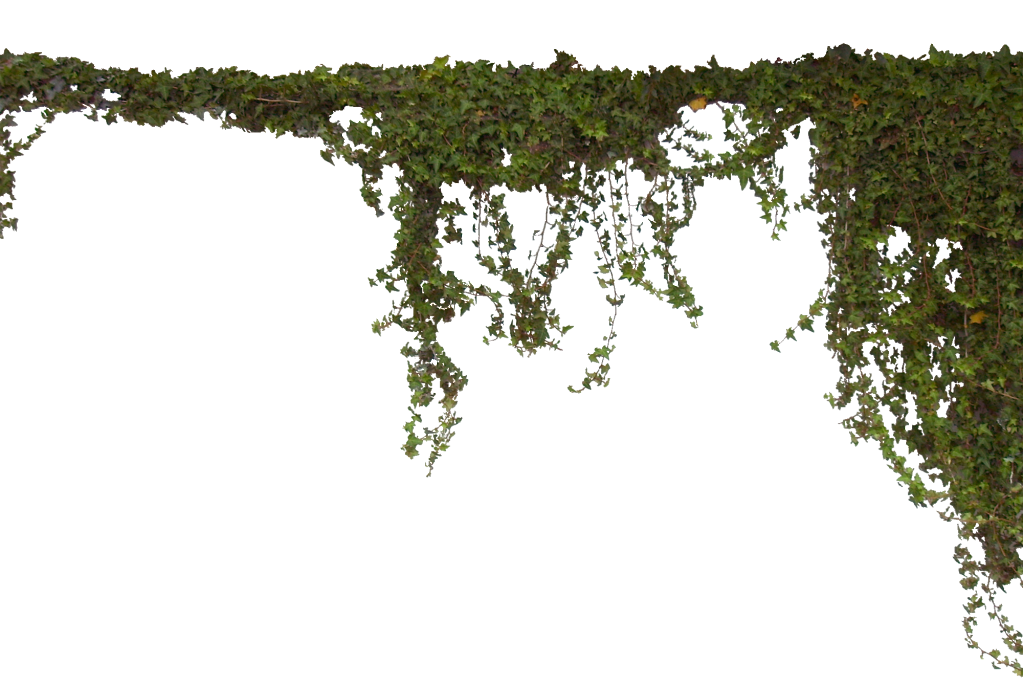 Vine Tree - vines png download - 1023*684 - Free Transparent Vine png