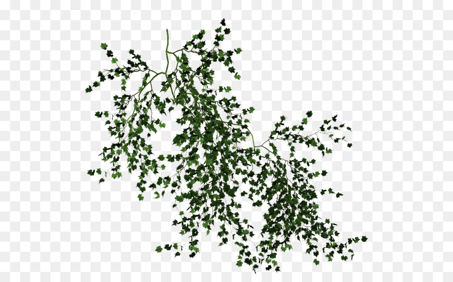 Vine Desktop Wallpaper Tree Clip art - vines png download - 614*550 - Free Transparent Vine png Download.