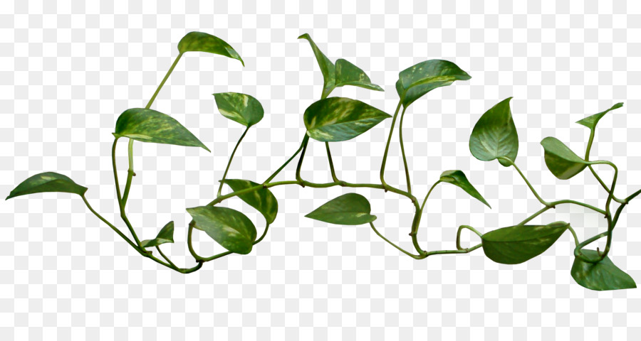 Common ivy Vine Plant Clip art - Vine Logo Transparent Png png download - 900*462 - Free Transparent Common Ivy png Download.