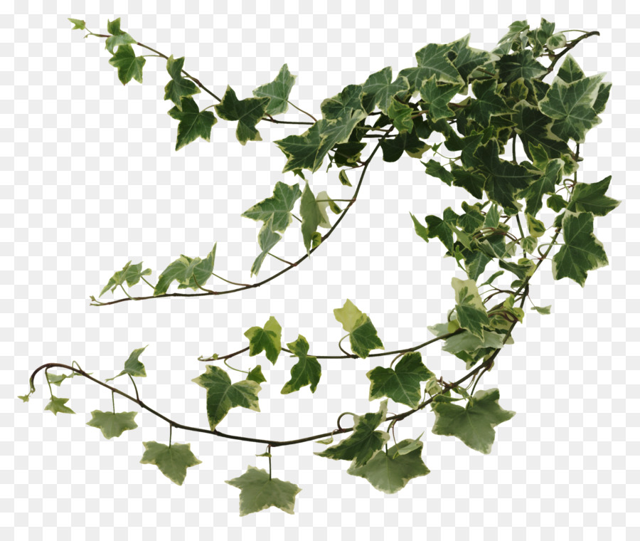 Common ivy Houseplant Devil