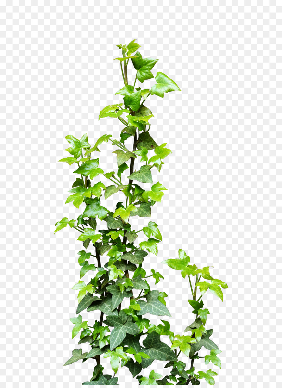 Vine Plant Clip art - Ivy Vine Png Transparent png download - 600*1230 - Free Transparent Vine png Download.
