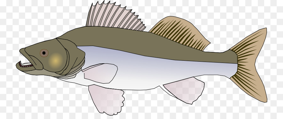 Northern pike Walleye Clip art - others png download - 800*369 - Free Transparent Northern Pike png Download.