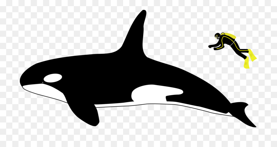 Killer whale Dolphin Dorsal fin Whale watching - walrus png download - 2000*1026 - Free Transparent Killer Whale png Download.