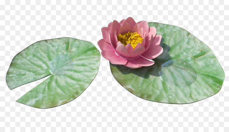 Water lilies Lilium Clip art - lily png download - 1600*900 - Free Transparent Water Lilies png Download.