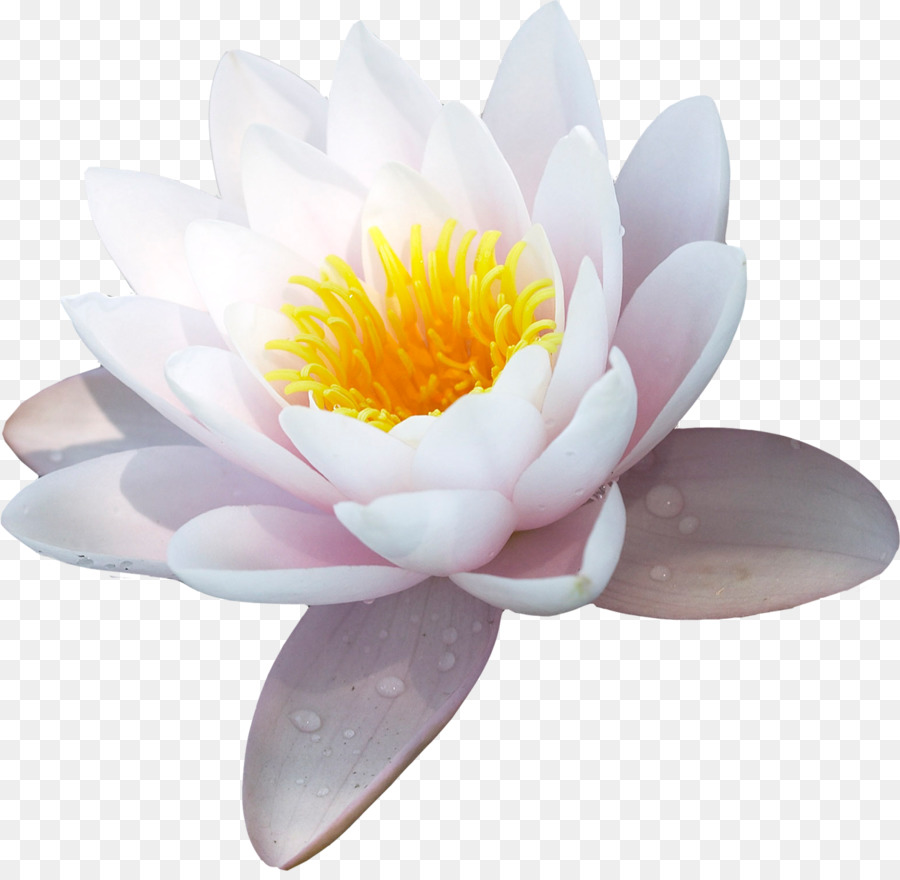 Water lily Nelumbo nucifera Flower Symbol - flower png download - 1200*1161 - Free Transparent Water Lily png Download.