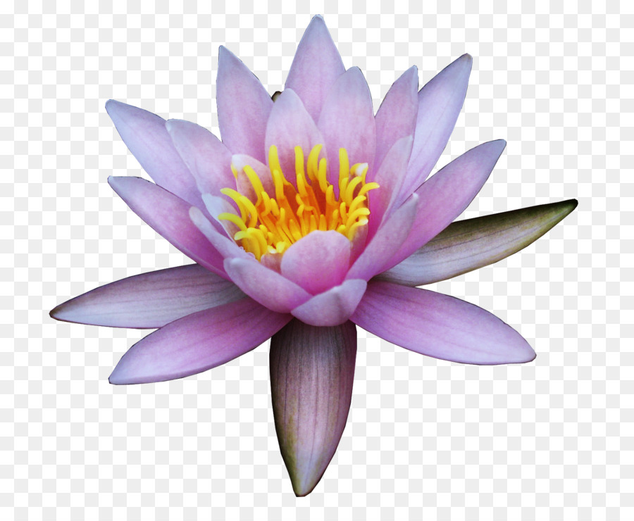 Nelumbo nucifera Flower Water lily Clip art - lotus png download - 1634*1342 - Free Transparent Nelumbo Nucifera png Download.
