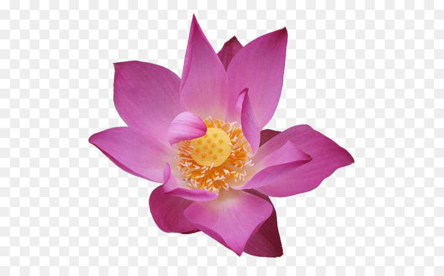 Nelumbo nucifera Flower Water lily - flower png download - 639*551 - Free Transparent Nelumbo Nucifera png Download.