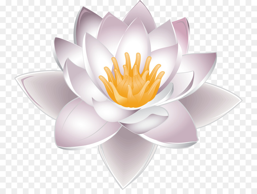 Nelumbo nucifera Water lily Clip art - Pink Lotus png download - 800*666 - Free Transparent Nelumbo Nucifera png Download.