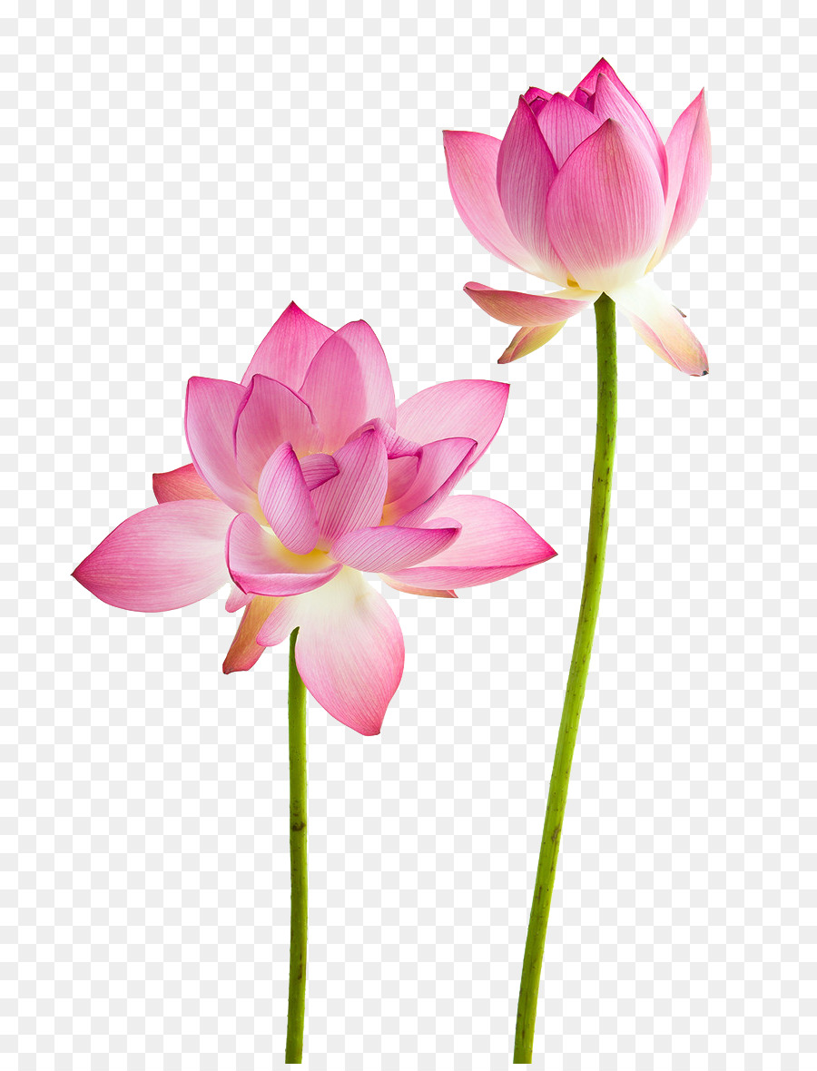 Water lily Nelumbo nucifera Flower Stock photography - Lotus flowers png download - 780*1172 - Free Transparent Water Lily png Download.