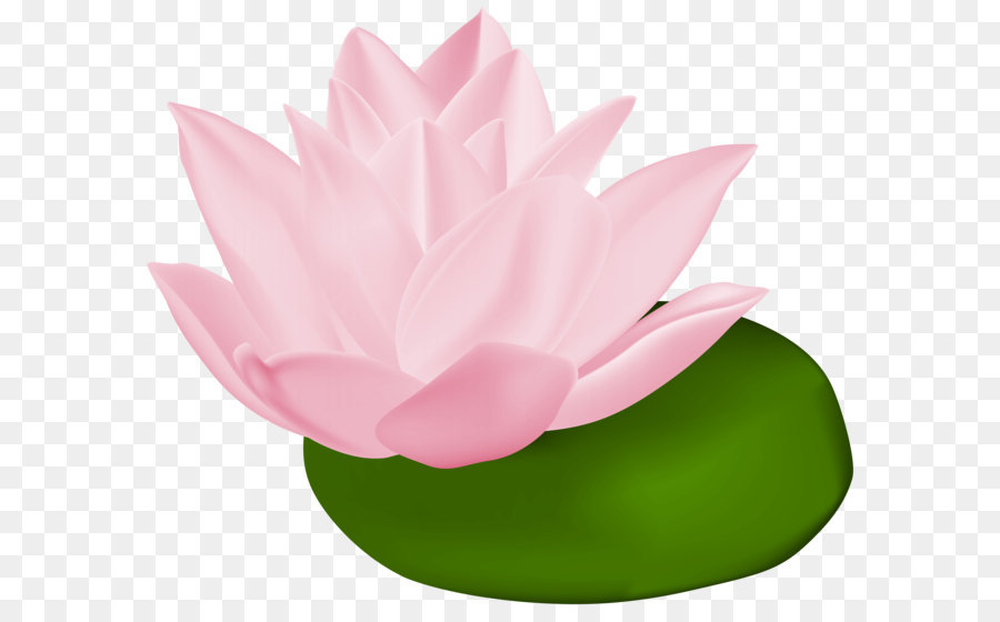 Water lilies Nelumbo nucifera Clip art - Pink Water Lily Transparent PNG Clip Art Image png download - 8000*6774 - Free Transparent Nymphaea Alba png Download.