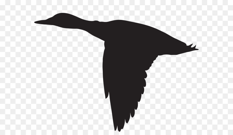 Duck Mallard Clip art - Duck Flying Silhouette PNG Clip Art Image png download - 8000*6316 - Free Transparent Duck png Download.