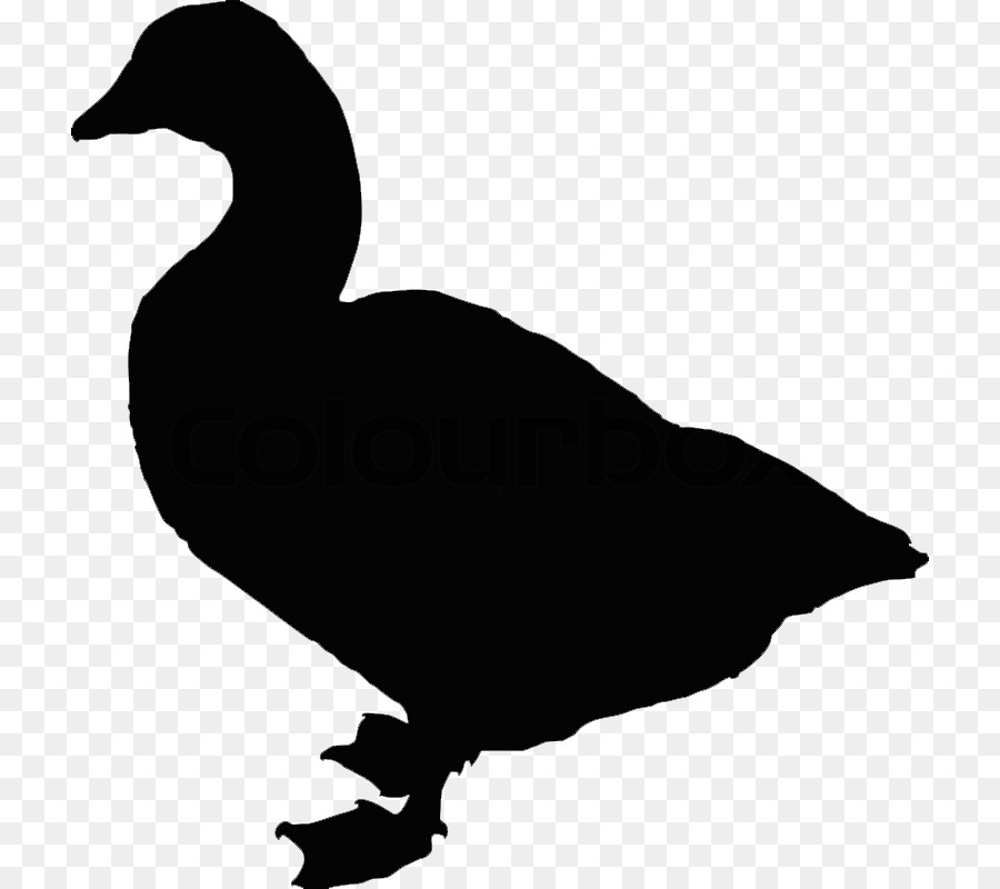 Duck Bird Goose Silhouette - duck png download - 772*800 - Free Transparent Duck png Download.