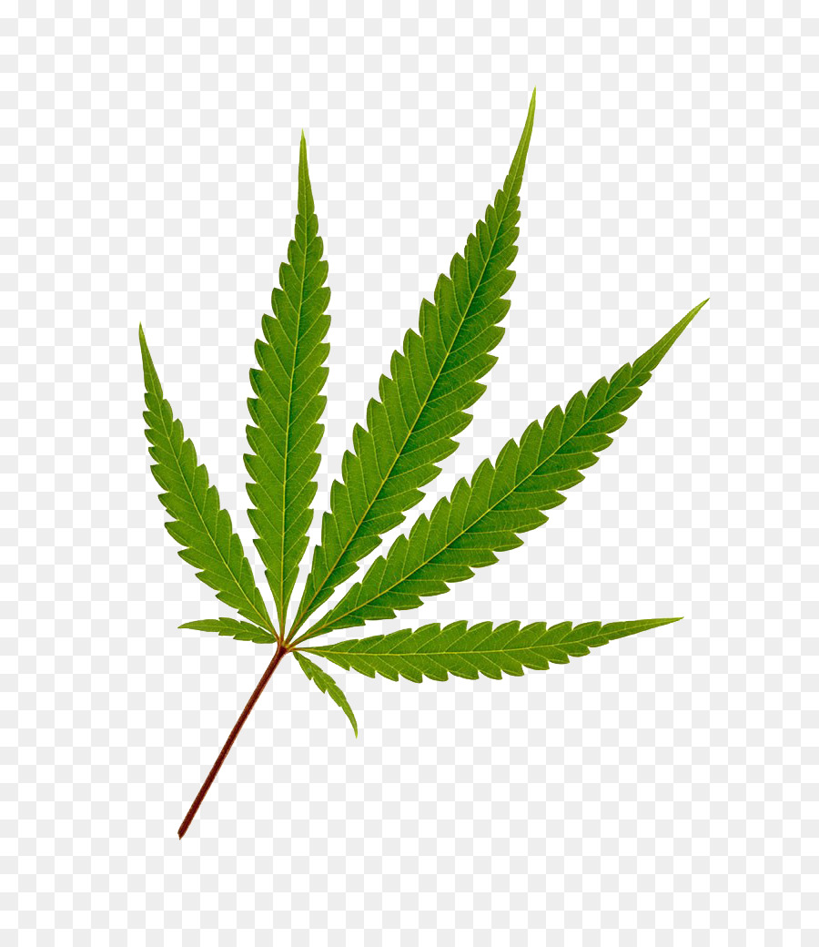 Cannabis Hemp Leaf Joint - Cannabis photography png download - 781*1024 - Free Transparent Cannabis png Download.