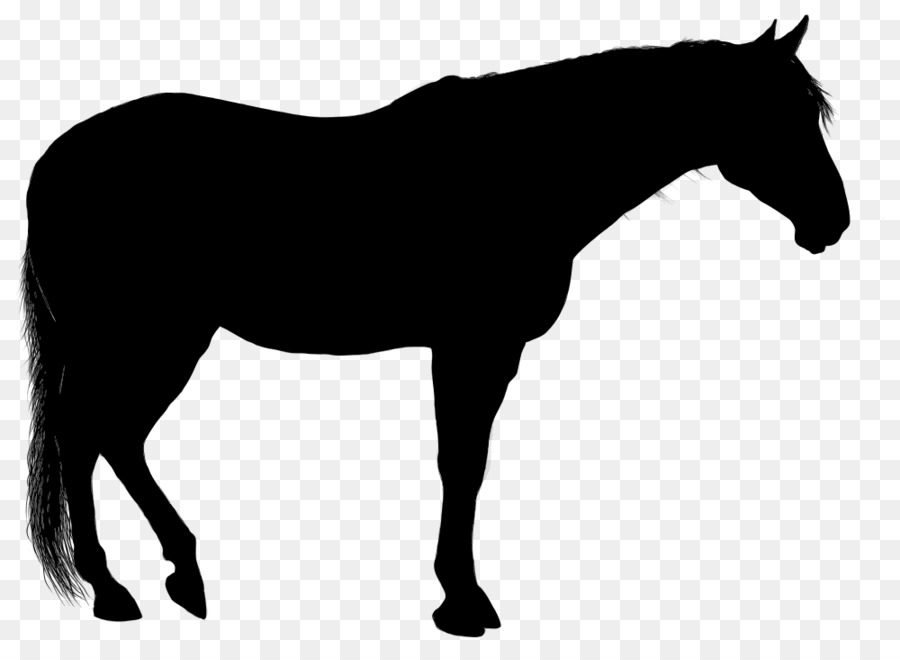 Arabian horse Silhouette Clip art - Silhouette png download - 1000*721 - Free Transparent Arabian Horse png Download.