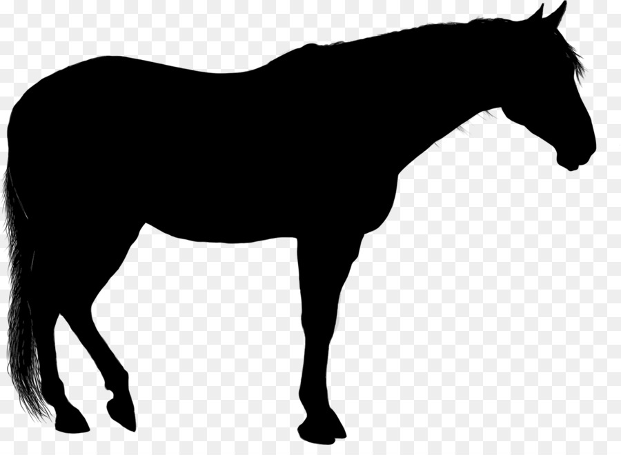 Arabian horse Silhouette Clip art - Silhouette png download - 1280*918 - Free Transparent Arabian Horse png Download.