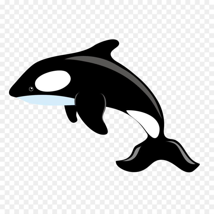 Killer whale Blue whale Clip art - Whale jumping vector material png download - 1667*1667 - Free Transparent Killer Whale png Download.