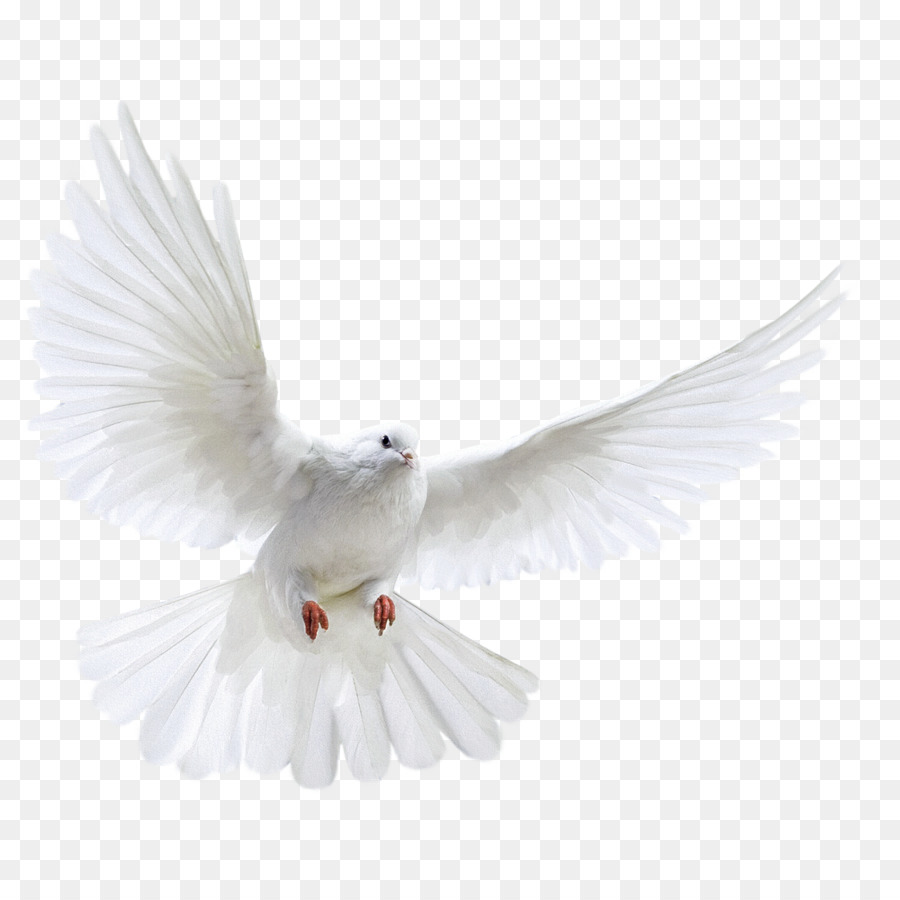 Columbidae Bird Photography - A white dove wings png download - 1543*1543 - Free Transparent Columbidae png Download.