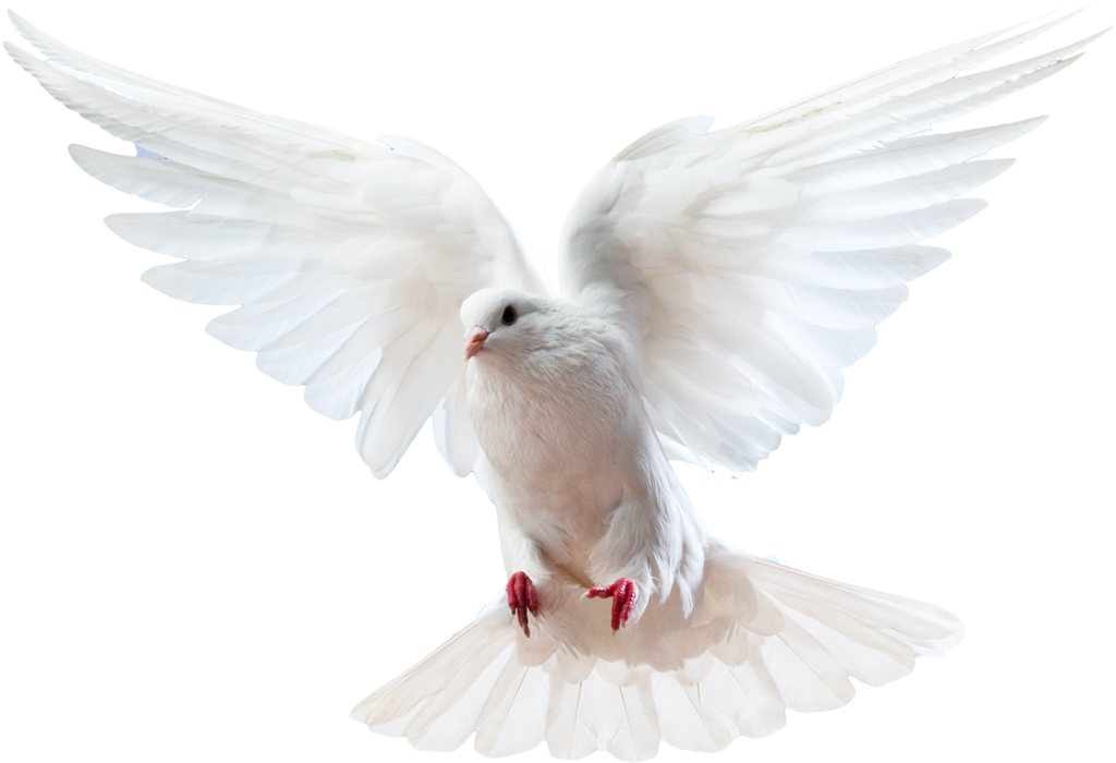 Columbidae Bird Doves As Symbols Domestic Pigeon White Dove Png