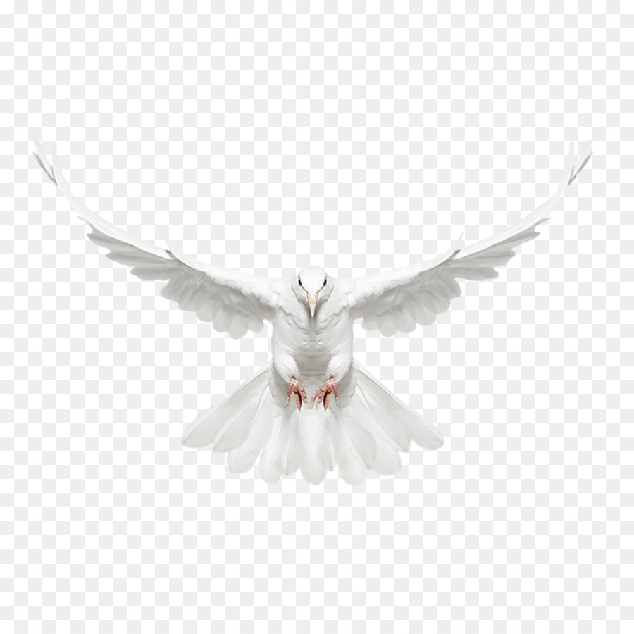 Columbidae Bird - White dove fly front png download - 1543*1543 - Free Transparent Columbidae png Download.
