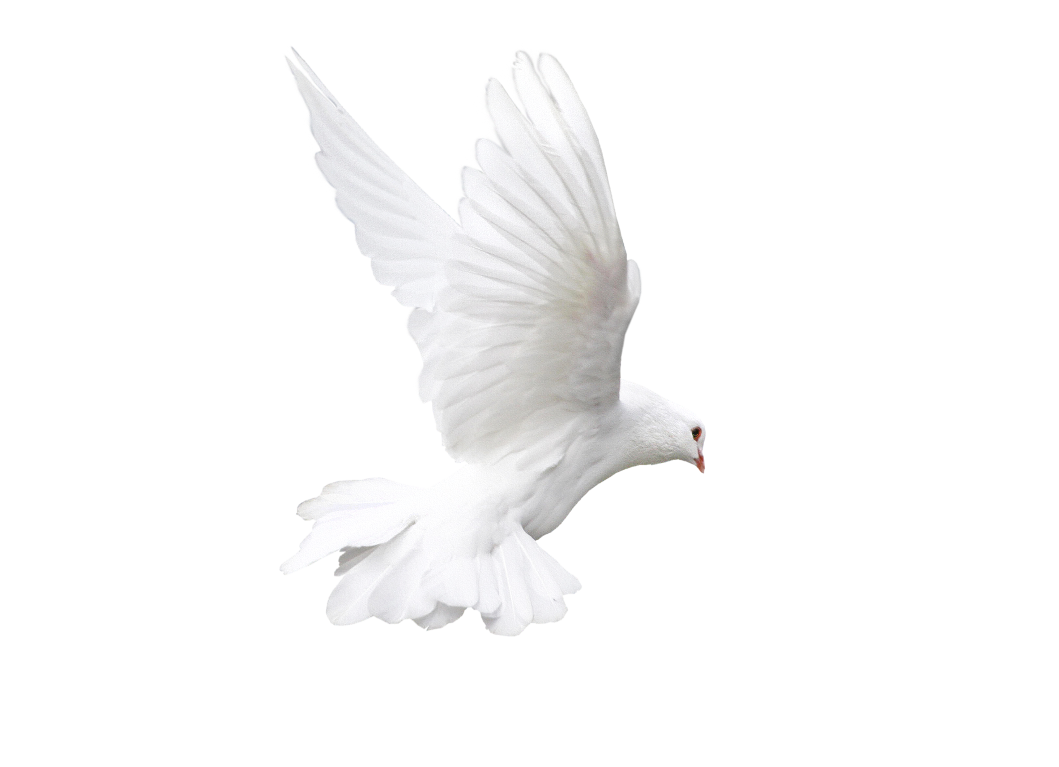 White Pigeons Png Image Sitting White Pigeon Png Transparent Png My