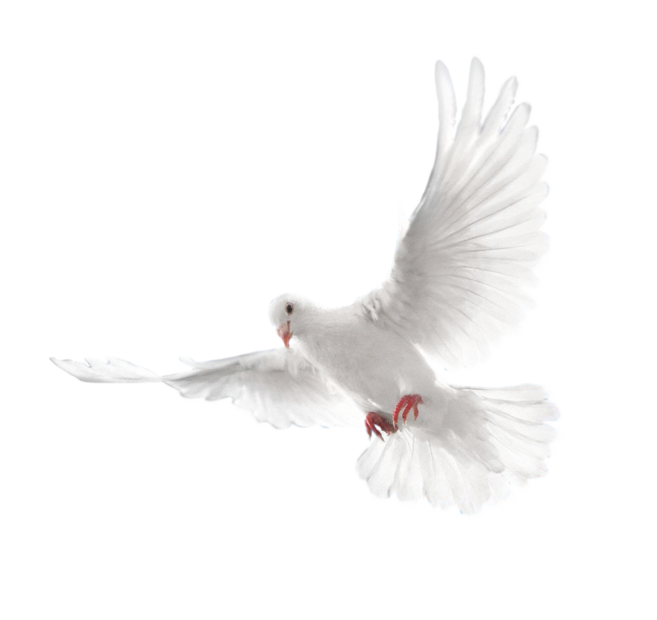 Columbidae Holy Spirit Doves As Symbols White Flying Pigeon Png Image