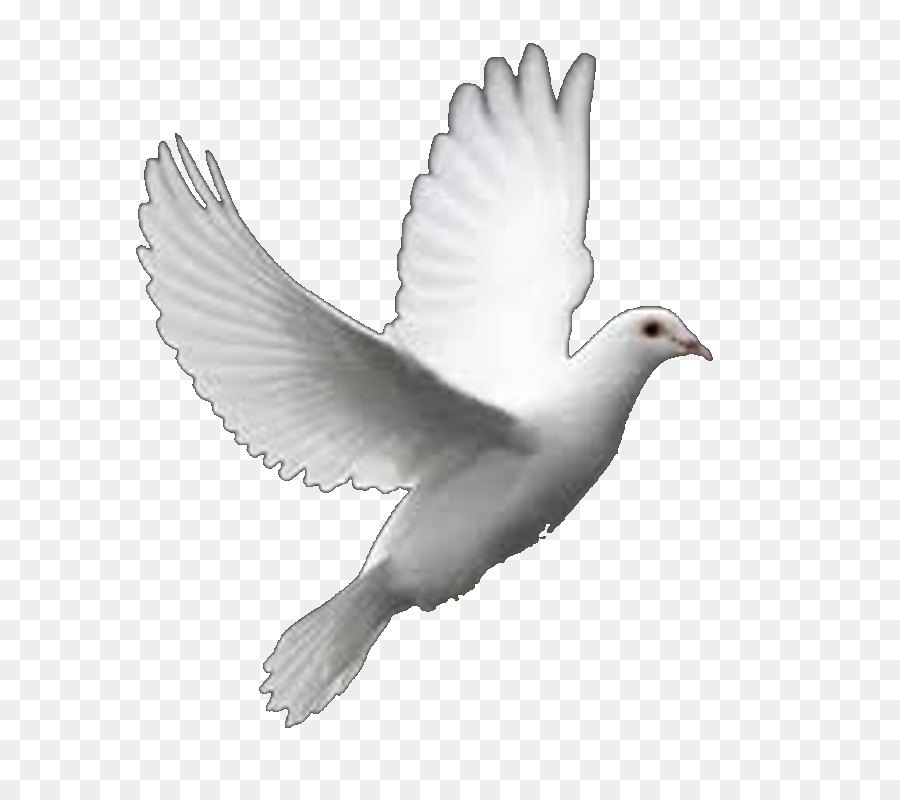 Columbidae Bird Perfect Flight White Dove Releases Clip art - Bird png download - 800*800 - Free Transparent Columbidae png Download.