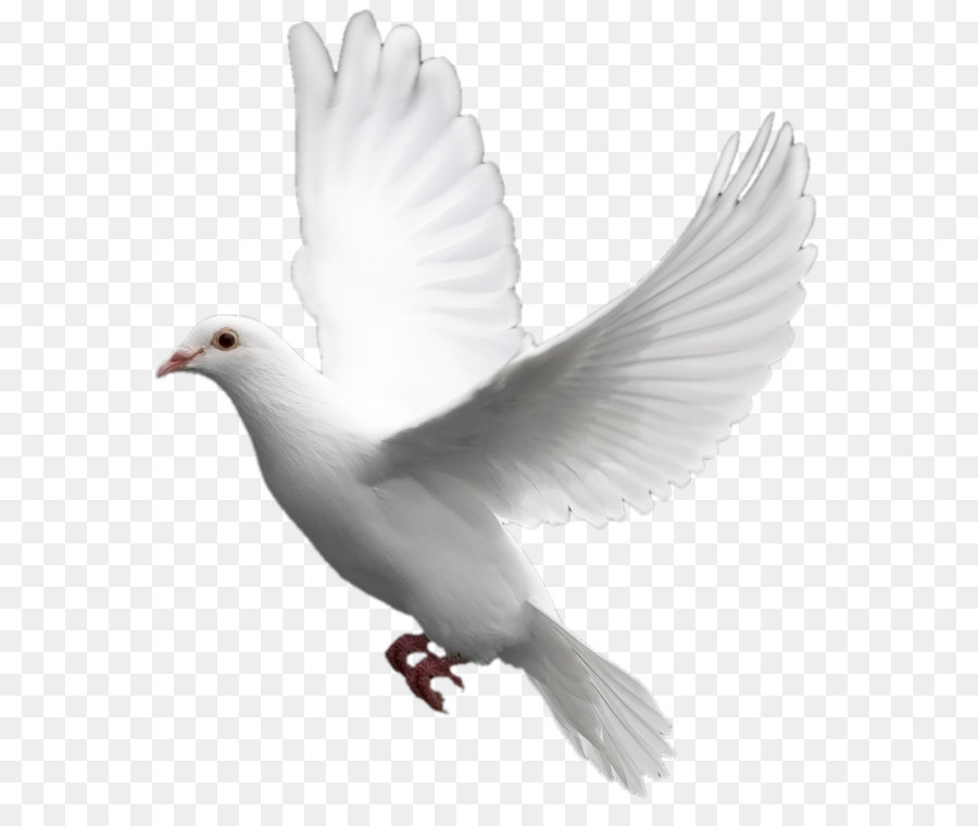 Domestic pigeon Columbidae Bird - White flying pigeon PNG image png download - 722*830 - Free Transparent Domestic Pigeon png Download.