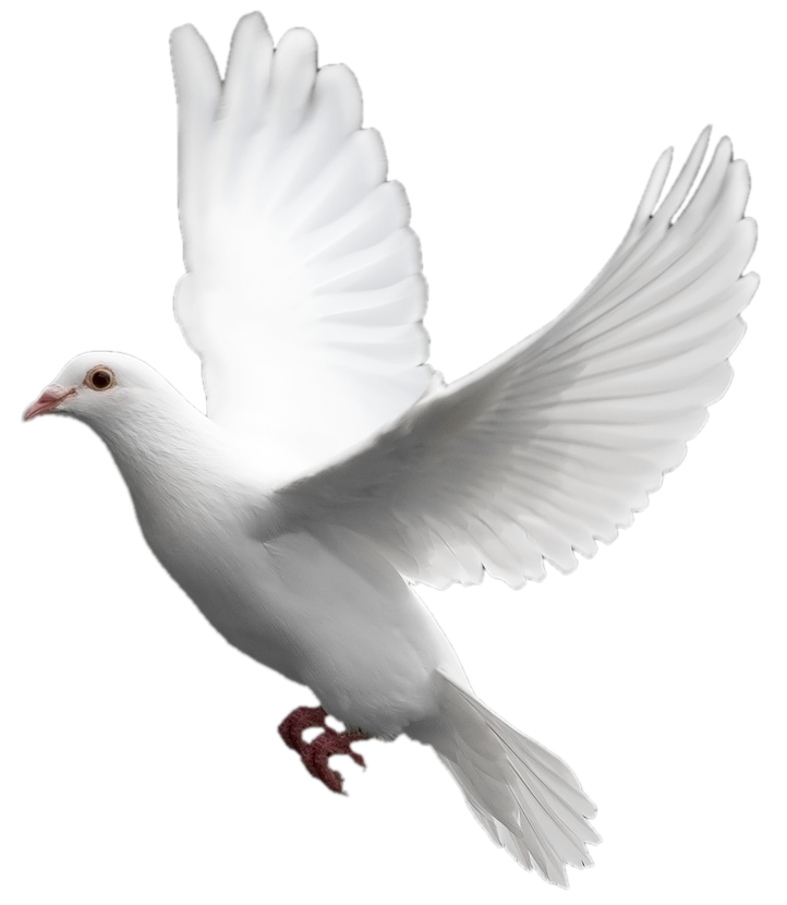 Domestic Pigeon Columbidae Bird White Flying Pigeon Png Image Png