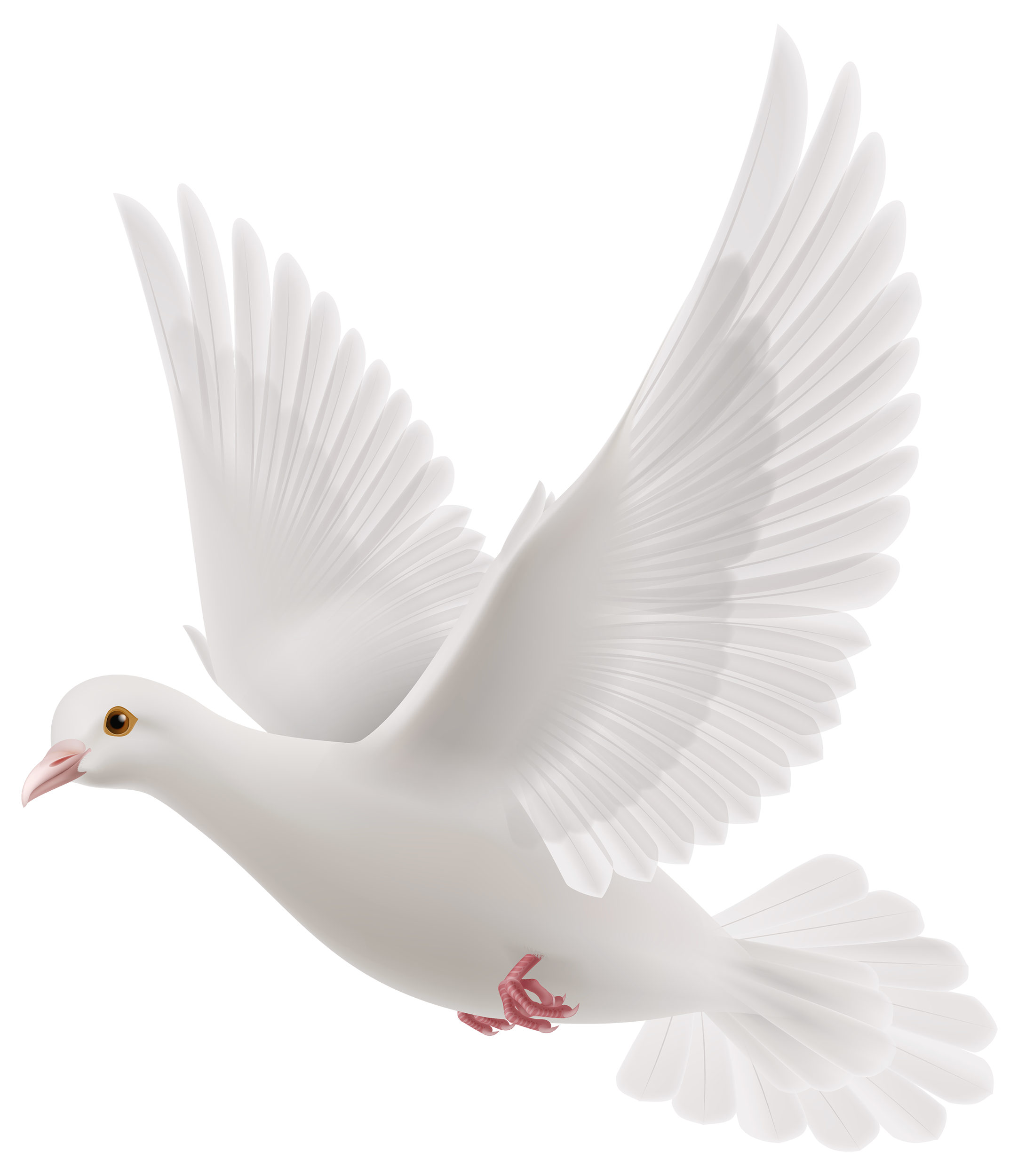 Rock Dove Columbidae Bird Snowy Pigeons Png Download 21642500