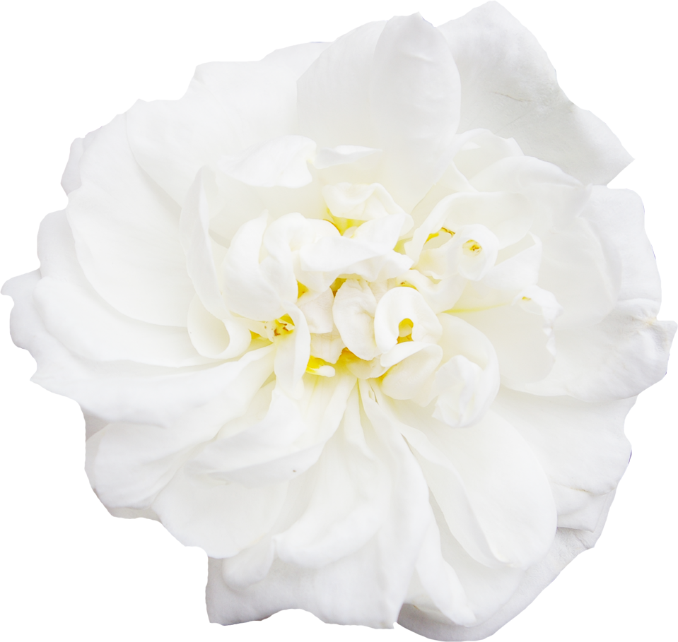 Time-Saving White Flower Png Images