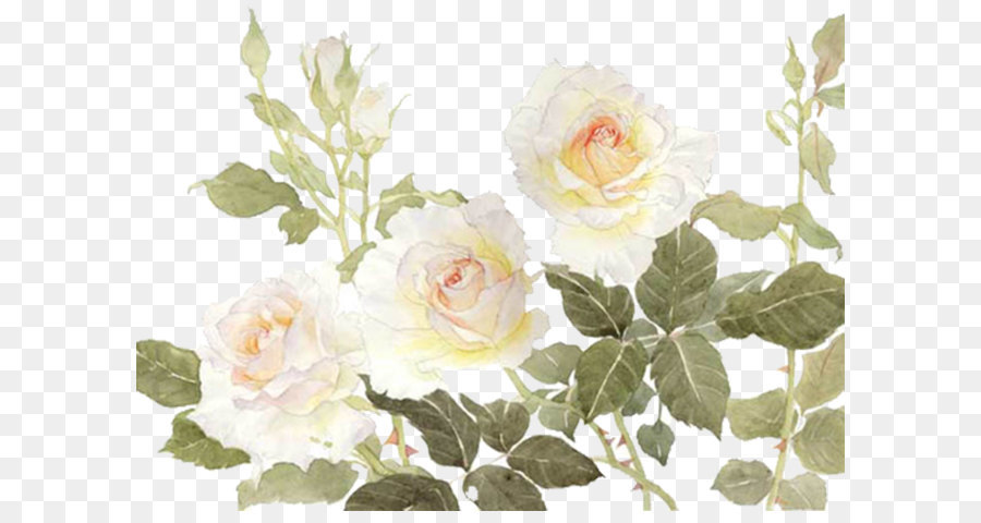 Garden roses Centifolia roses Flower White - White flowers png download - 693*500 - Free Transparent Centifolia Roses png Download.