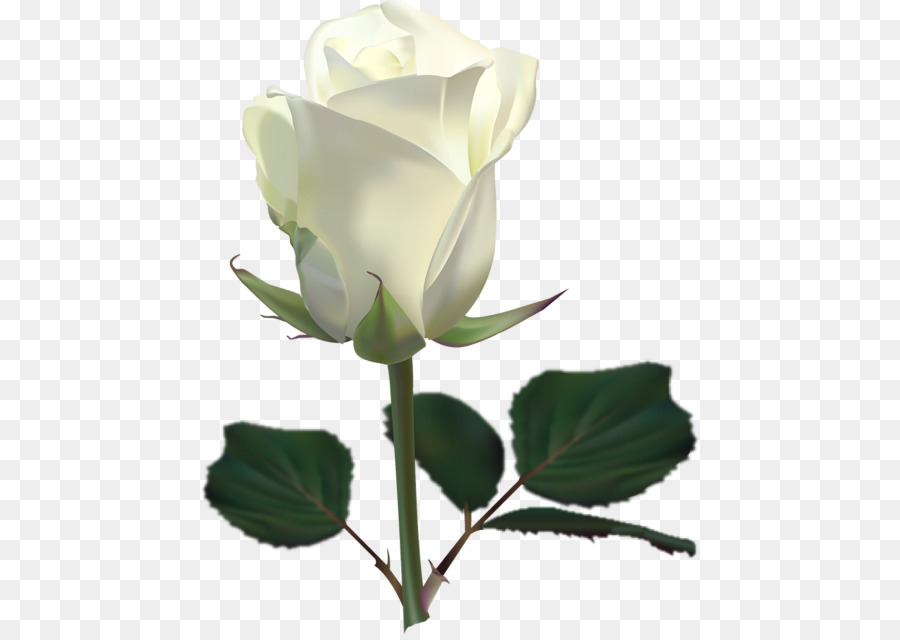 Rose White Flower Clip art - White roses png download - 500*634 - Free Transparent Rose png Download.