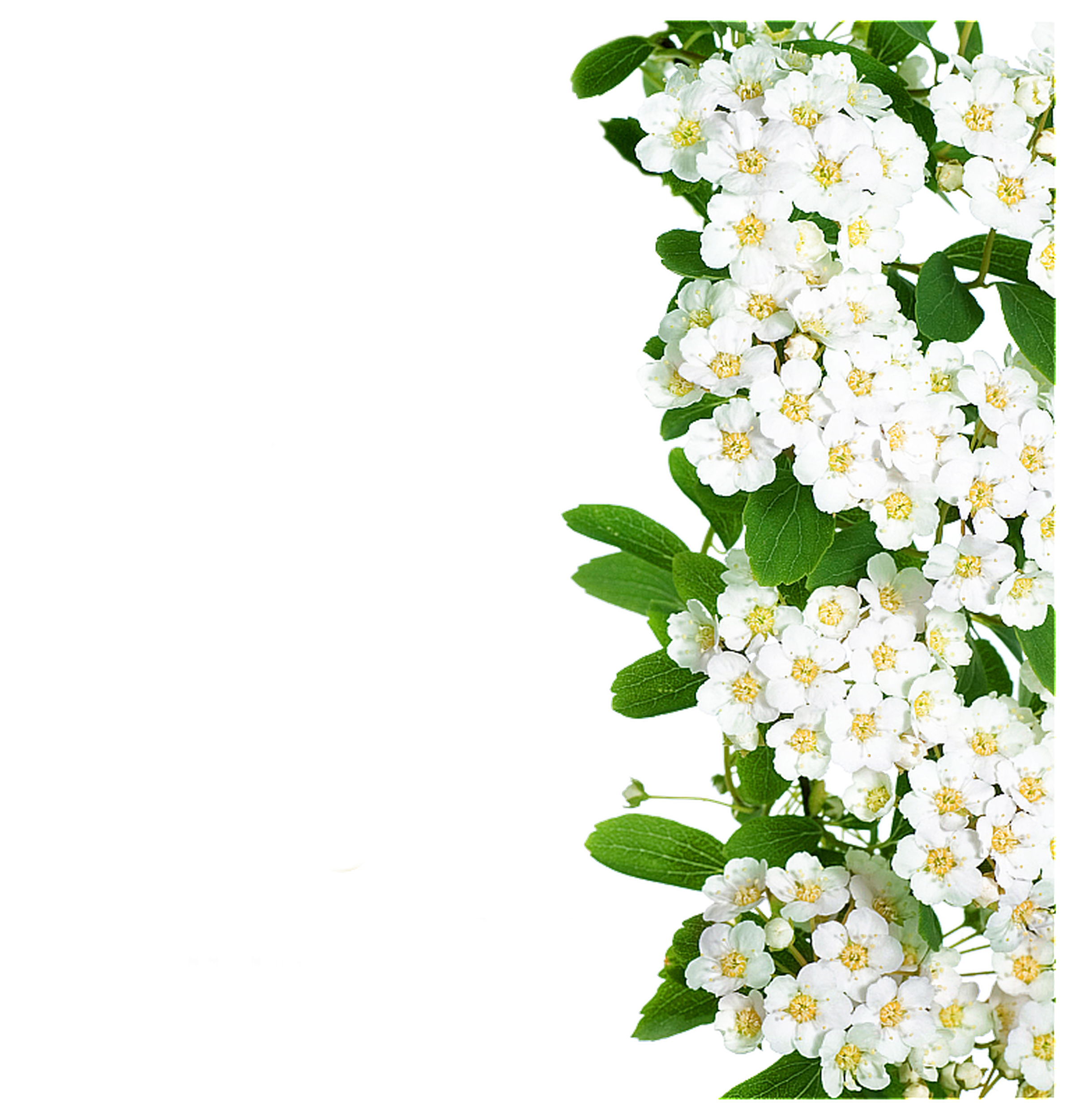 Flower White - White flowers green leaves png download - 2404*2502 - Free  Transparent Flower png Download. - Clip Art Library
