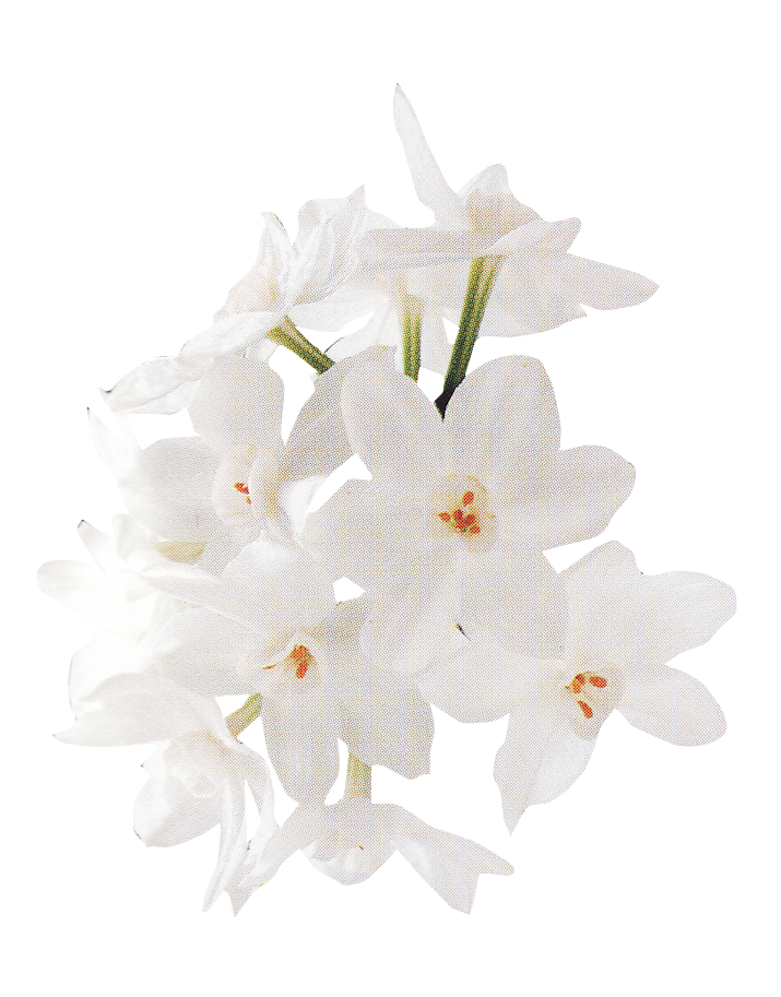 Pixabay White Flower Png Images