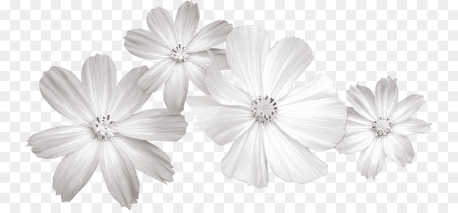 White Flower Clip art - White flowers png download - 800*415 - Free Transparent White png Download.