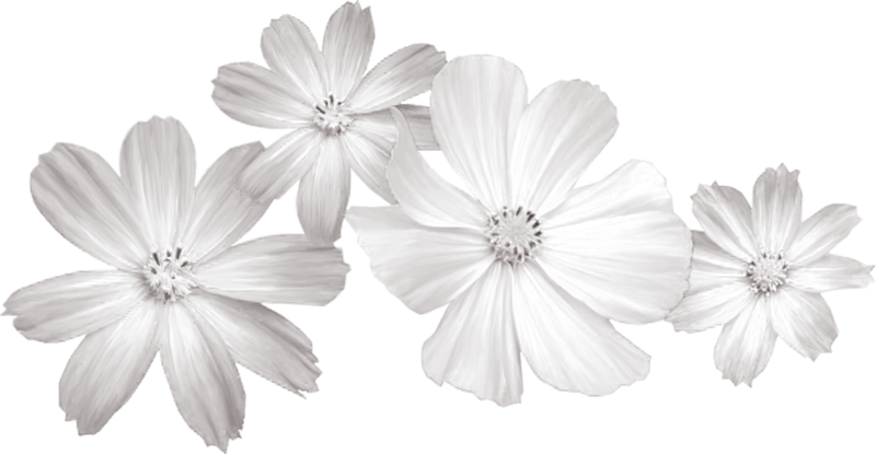 White Flower Clip art - White flowers png download - 800*415 - Free