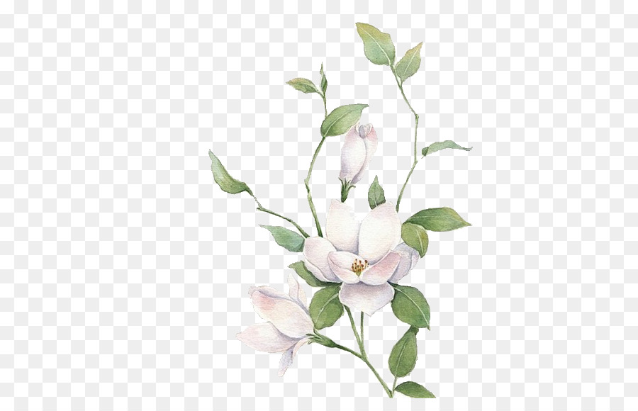 Jasmine Mo Li Hua - White flowers png download - 510*562 - Free Transparent Jasmine png Download.