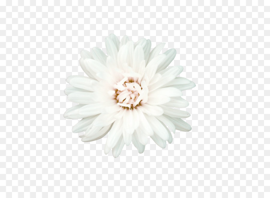 Flower White Petal - White flowers png download - 800*800 - Free Transparent White png Download.