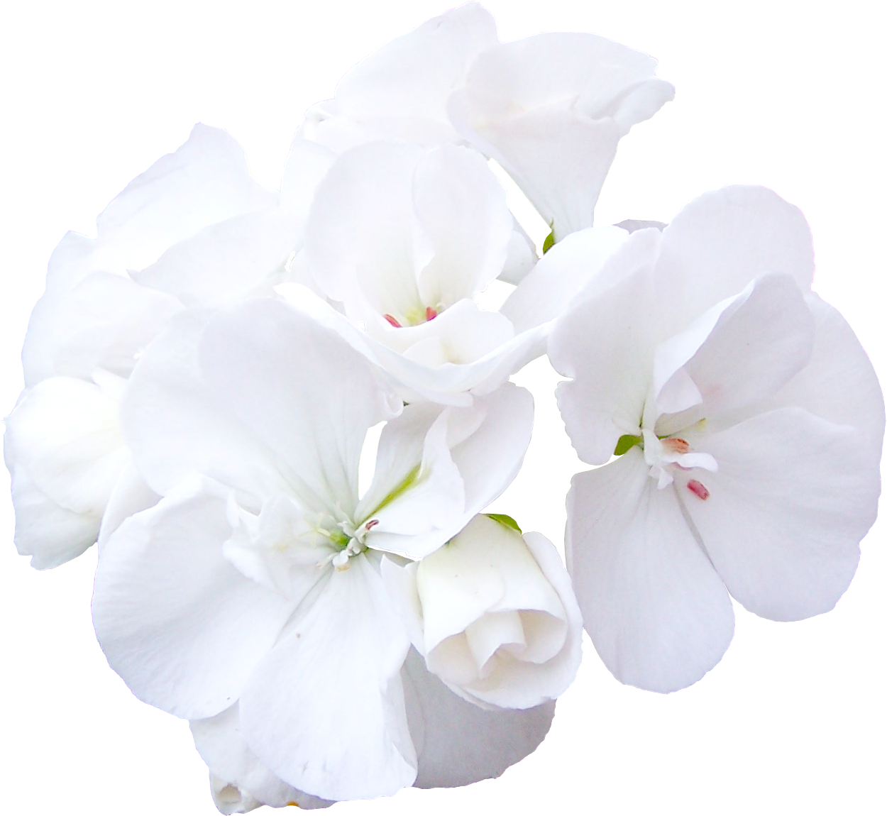 The Benefits Of Using White Flower Png Images